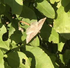 Drepanogynis mixtaria