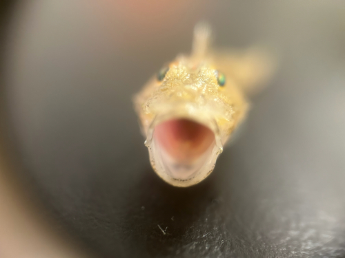 Northern searobin (Prionotus carolinus) — Triglidae — 5