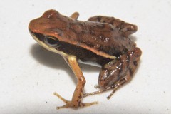 Epipedobates boulengeri