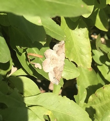 Drepanogynis mixtaria