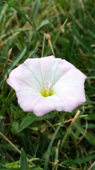 Convolvulus arvensis