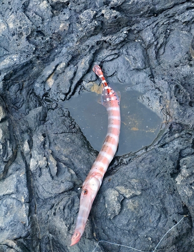 Aulostomus strigosus