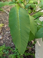 Phytolacca americana