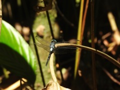 Hadrothemis camarensis