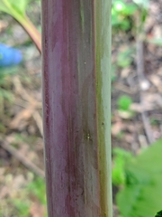 Phytolacca americana