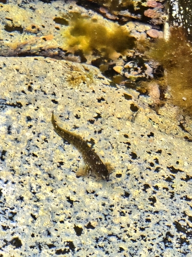 Parablennius parvicornis