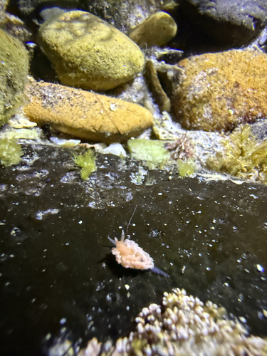 Anteaeolidiella chromosoma