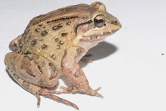 Leptodactylus labrosus