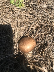 Agaricus bisporus bisporus