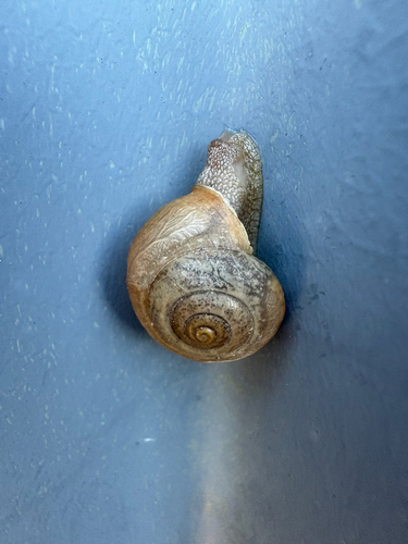 Bradybaena similaris