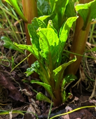 Phytolacca americana