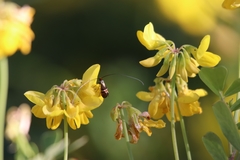 Adela australis