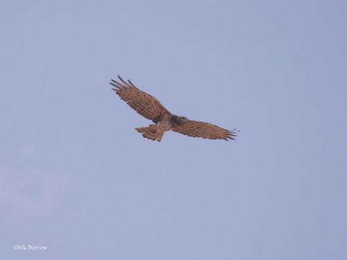 Short-toed Snake-Eagle