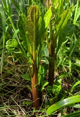 Phytolacca americana