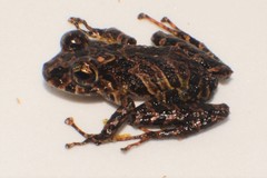 Pristimantis latidiscus