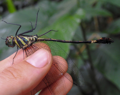 Phyllomacromia maesi