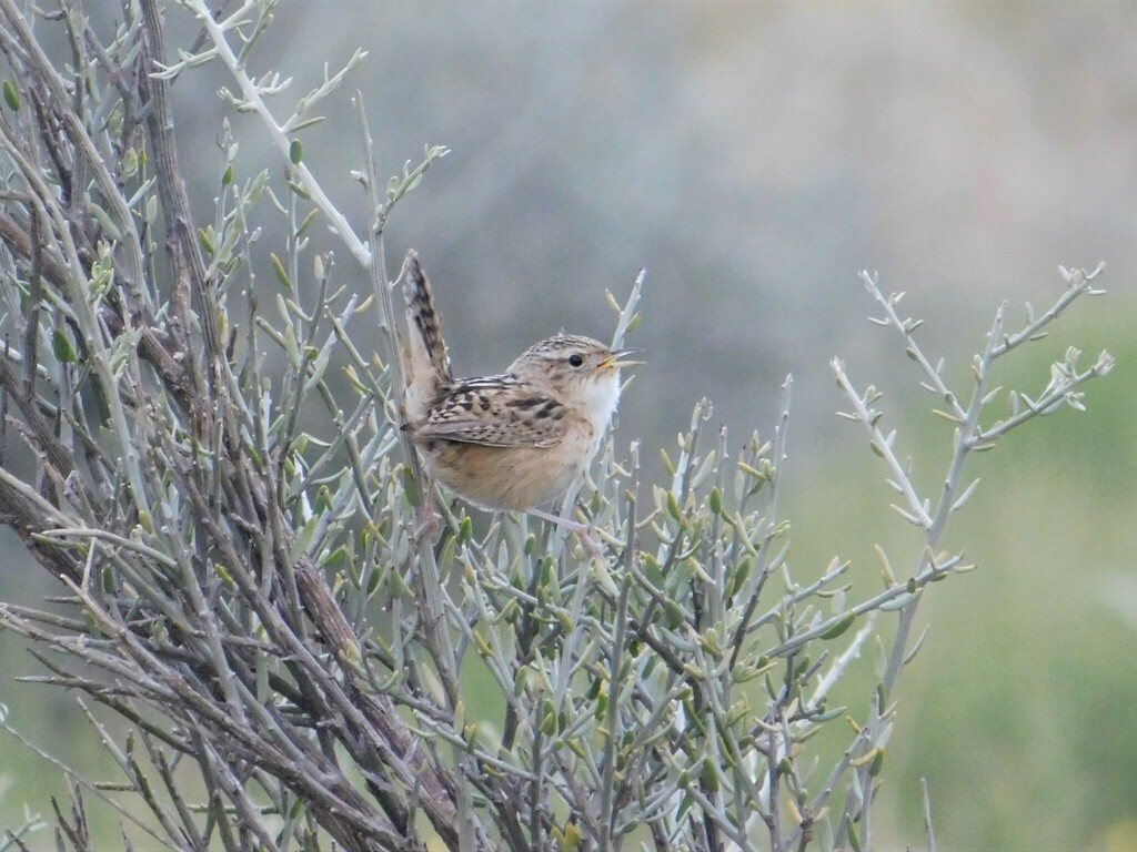 Grass Wren