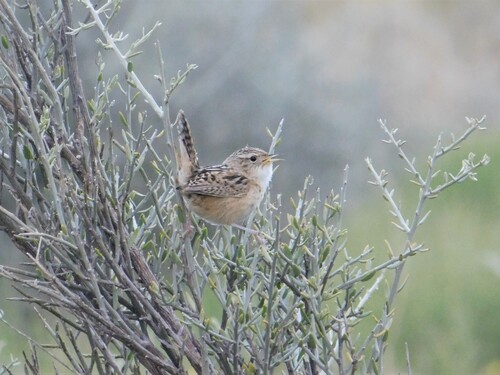 Grass Wren