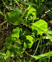 Phytolacca americana