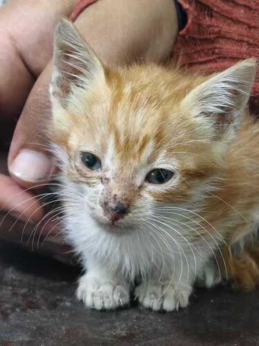 Domestic Cat