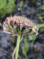 Hermas ciliata