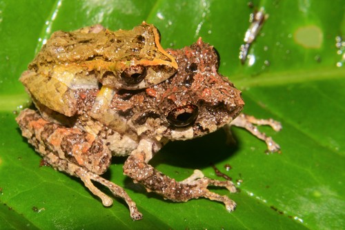 Pristimantis rosadoi