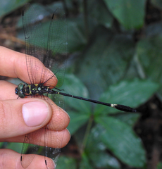 Phyllomacromia maesi