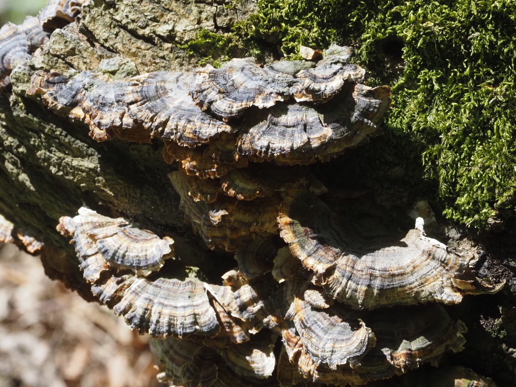Trametes versicolor · May 2026 · photo: © johnlyden (iNaturalist, cc-by)