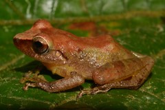 Pristimantis subsigillatus