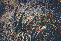 Loxanthocereus acanthurus