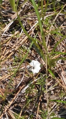 Stylisma pickeringii