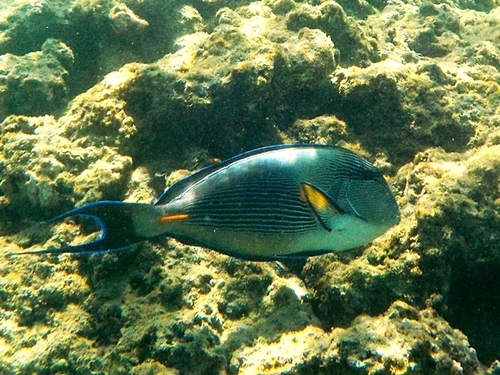 Sohal Surgeonfish — seen at this dive site