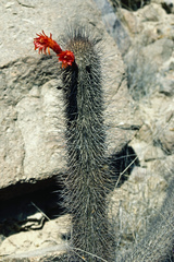 Loxanthocereus