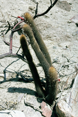 Loxanthocereus