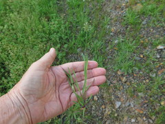 Anthoxanthum aristatum