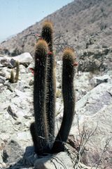 Loxanthocereus
