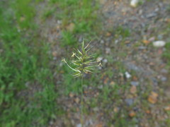 Anthoxanthum aristatum