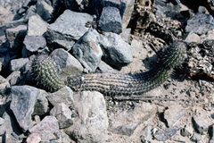 Loxanthocereus