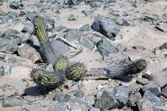 Loxanthocereus