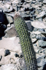 Loxanthocereus