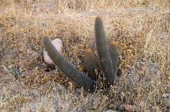 Loxanthocereus clavispinus