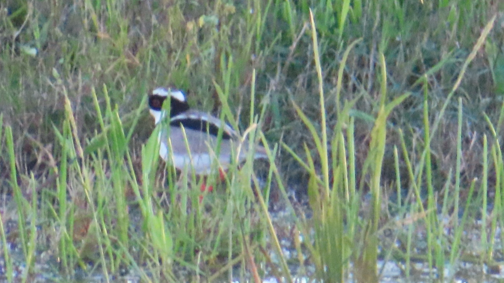 Pied Plover (Hoploxypterus cayanus), photo 1