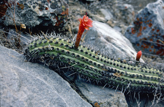 Loxanthocereus pachycladus