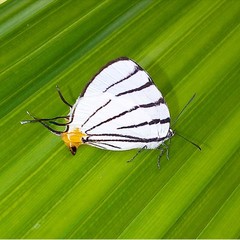 Arawacus leucogyna