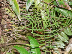 Gleichenia vulcanica