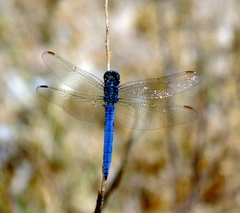 Orthetrum coerulescens