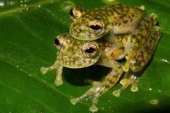 Sachatamia albomaculata