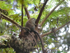 Sundasciurus jentinki