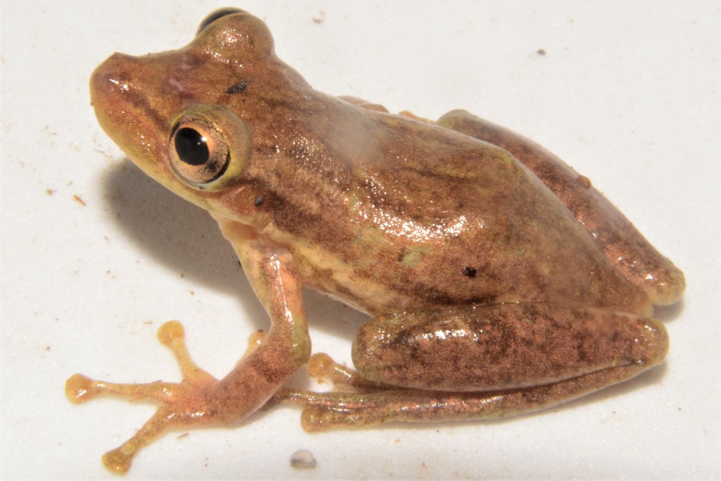 Tsachila Snouted Treefrog