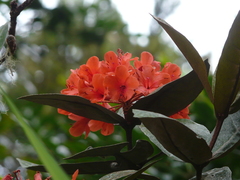 Rhododendron fallacinum